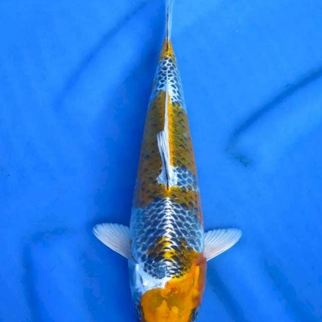 Kujaku avatar 33cm