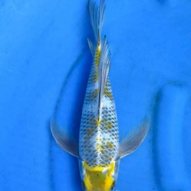 Kumpay kage 35cm