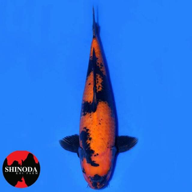 JUMBO HI UTSURI IMPOR HQ