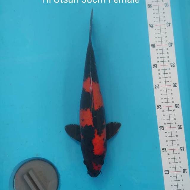 Hi Utsuri Show Quality 39cm