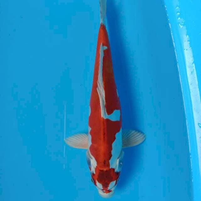 Beni kikokuryu