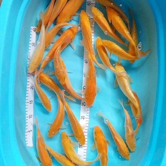 Karashi mix mata merah 25 ekor 18-28cm