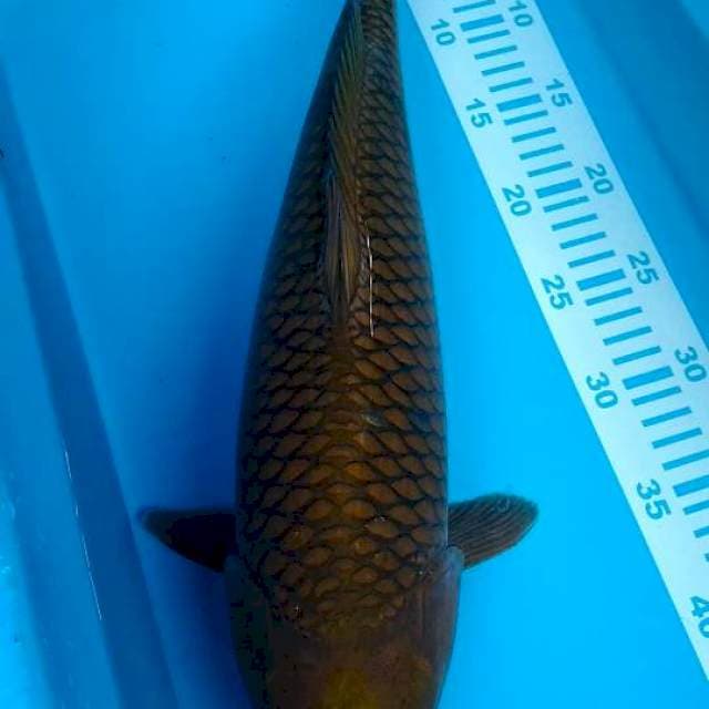 cagoi tembaga