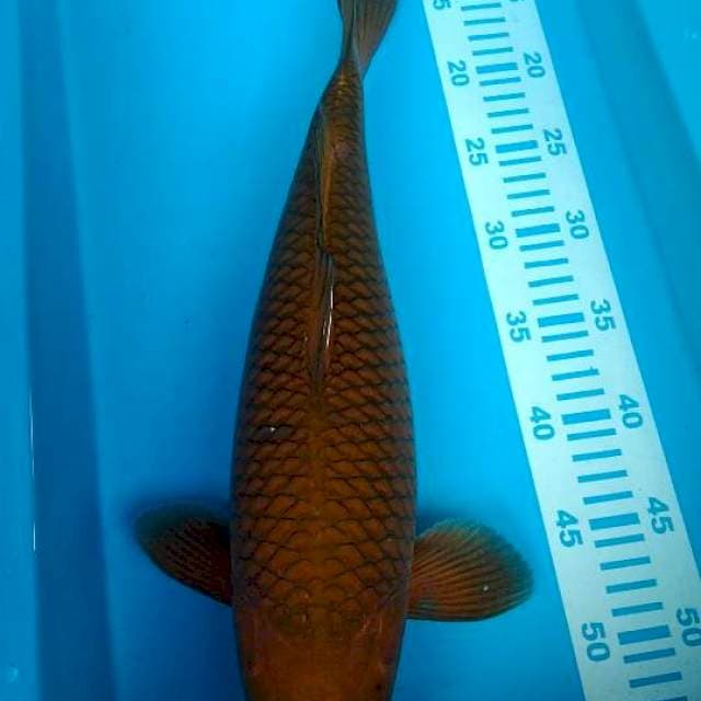chagoi tembaga