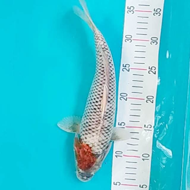Beni Matsukawabake 32cm