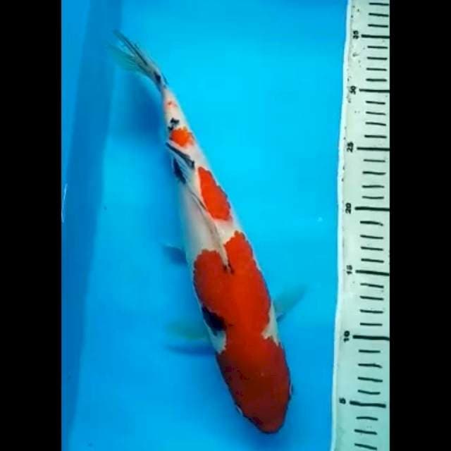 RED SANKE PUNUK 33 Cm