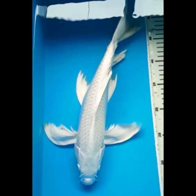 PLATINUM KUMPAY JANTAN 37 Cm