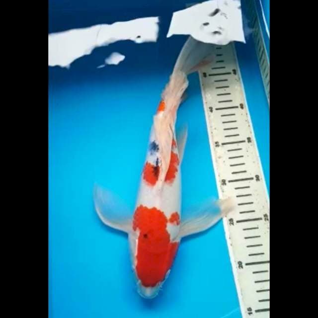 SANKE KUMPAY PUNUK 35 Cm, JANTAN