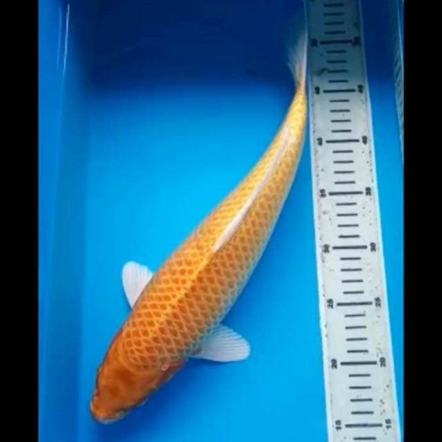 YAMABUKI JUMBO 40 Cm