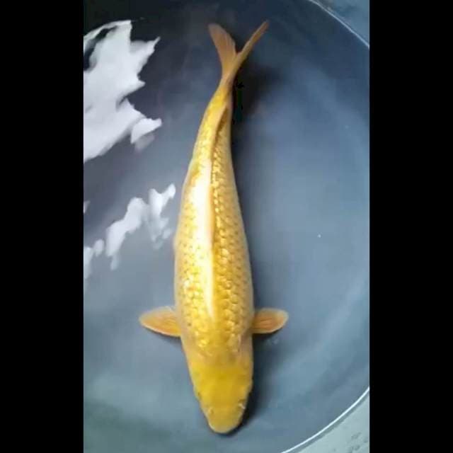 CHAGOI GINRIN SUPER PUNUK 35 Cm