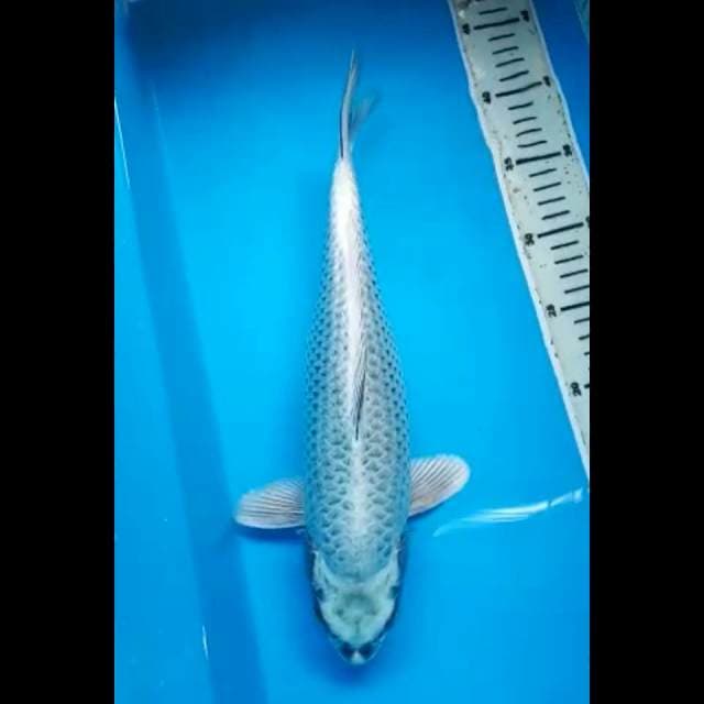 MUKASHI GINRIN PUNUK 35 Cm