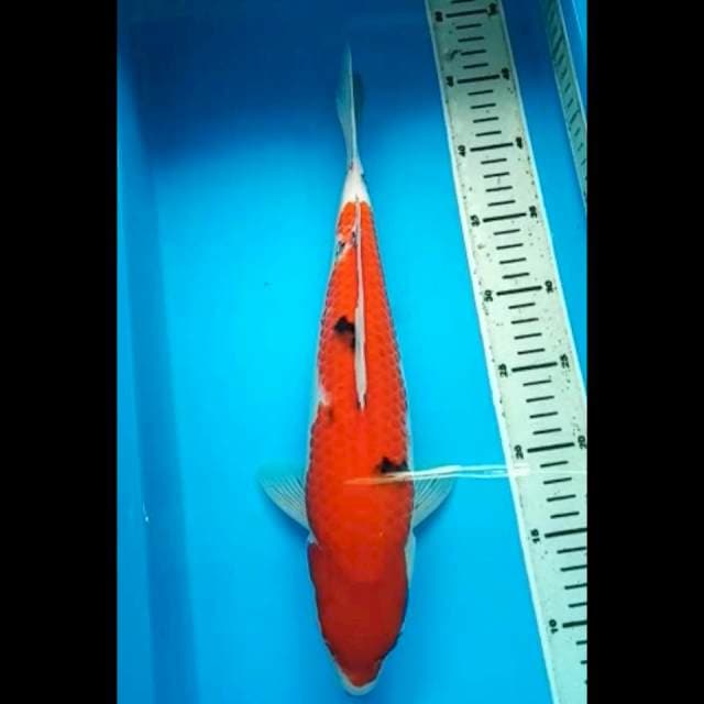 AKA SANKE JUMBO PUNUK 38 Cm
