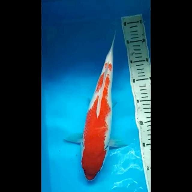 RED KOHAKU PUNUK 35 Cm