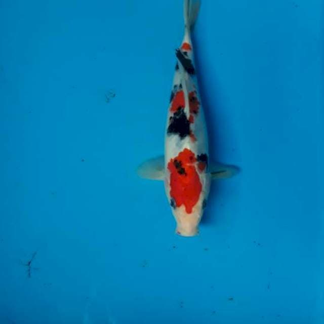 Sanke 21 cm