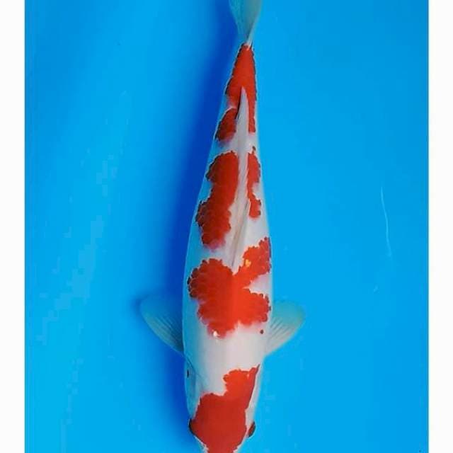 Kohaku