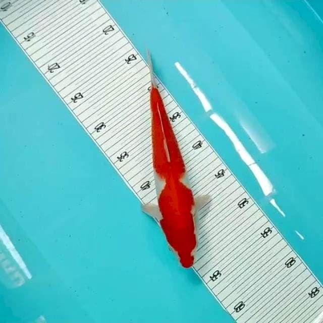 Kohaku