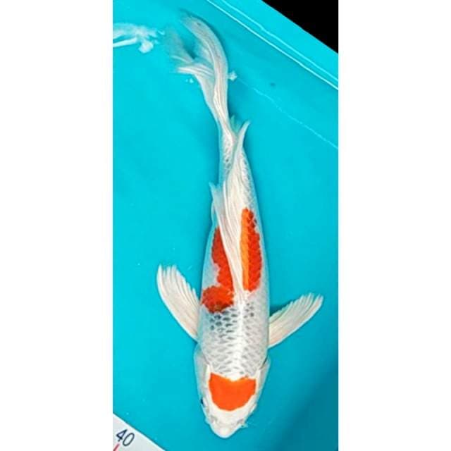 Kumpay Tancho 35cm