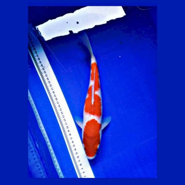 Kohaku ORIGINAL 35Bu