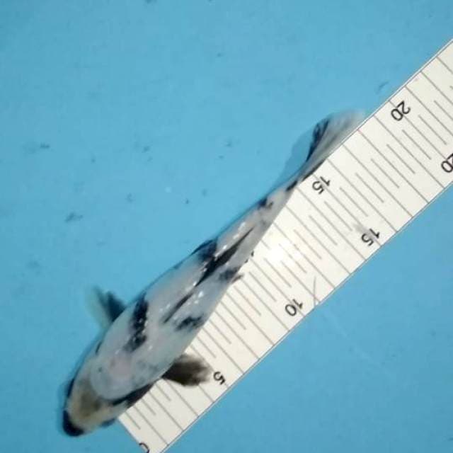 20cm