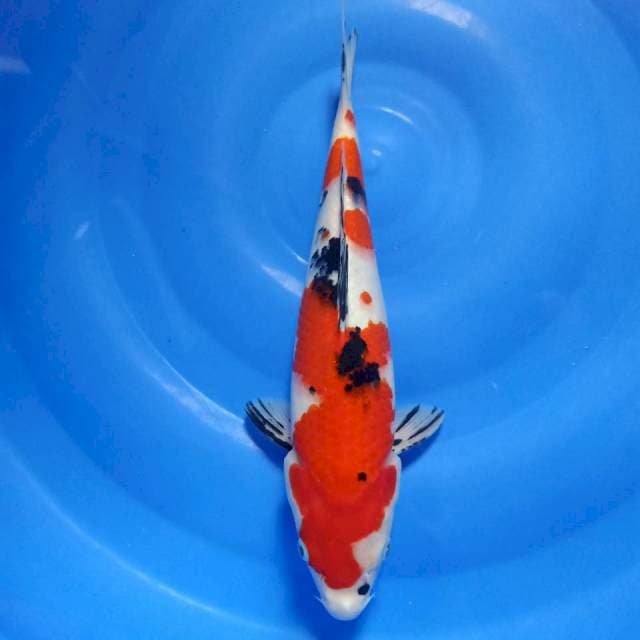 Sanke strong 32cm