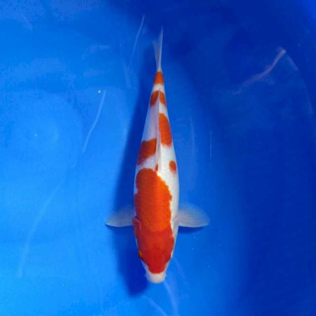 Kohaku 30cm