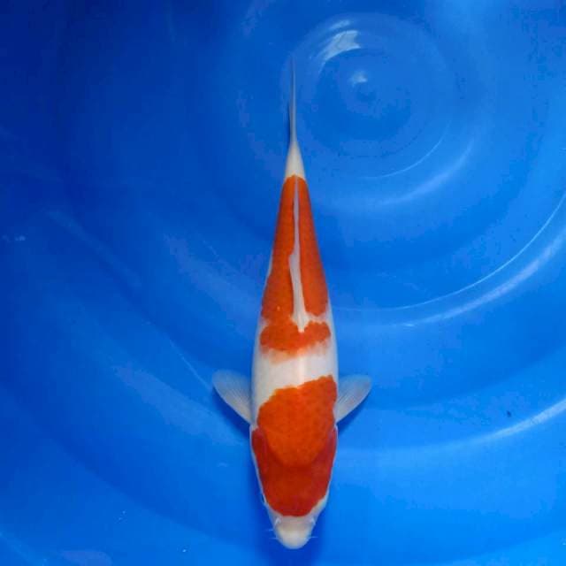 Kohaku 32cm HQ