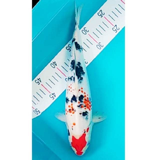 Showa Kanoko 33cm