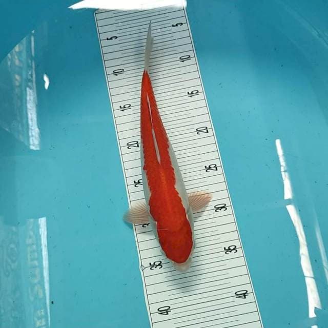 31cm