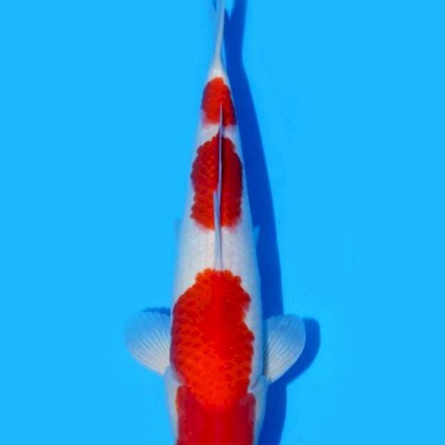Dainichi kohaku