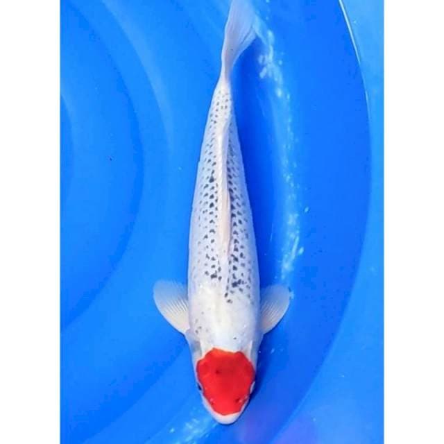 Tancho Goshiki Calon Jumbo 38cm (M)