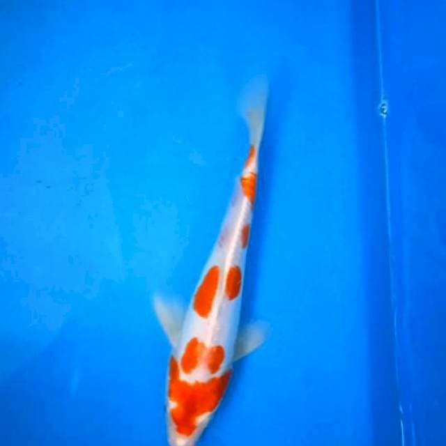 Kohaku Doit 25Cm