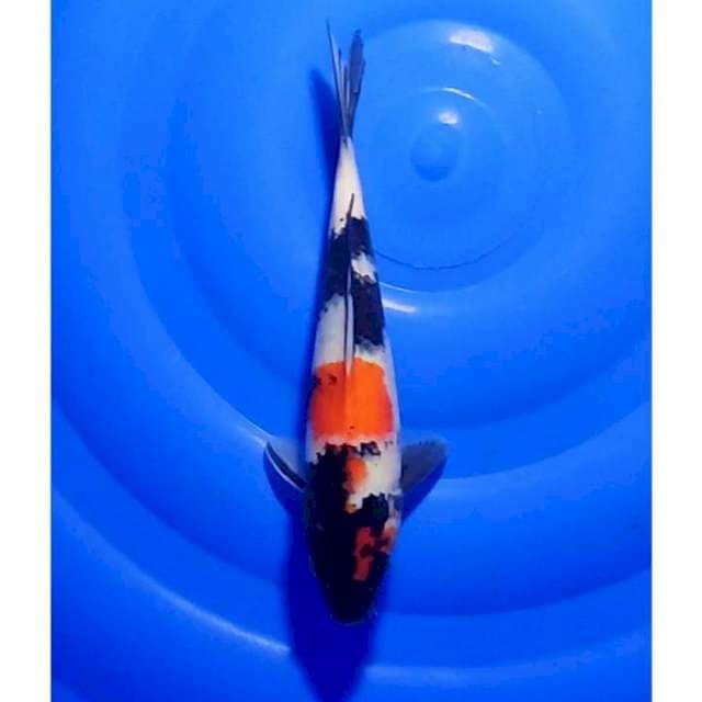Showa Sanshoku Original 25cm (F)