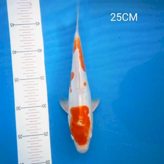 Kohaku Doit 25Cm