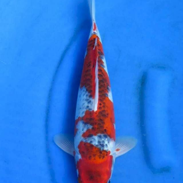 Goshiki 35cm