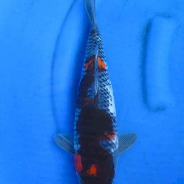Showa kage 37cm