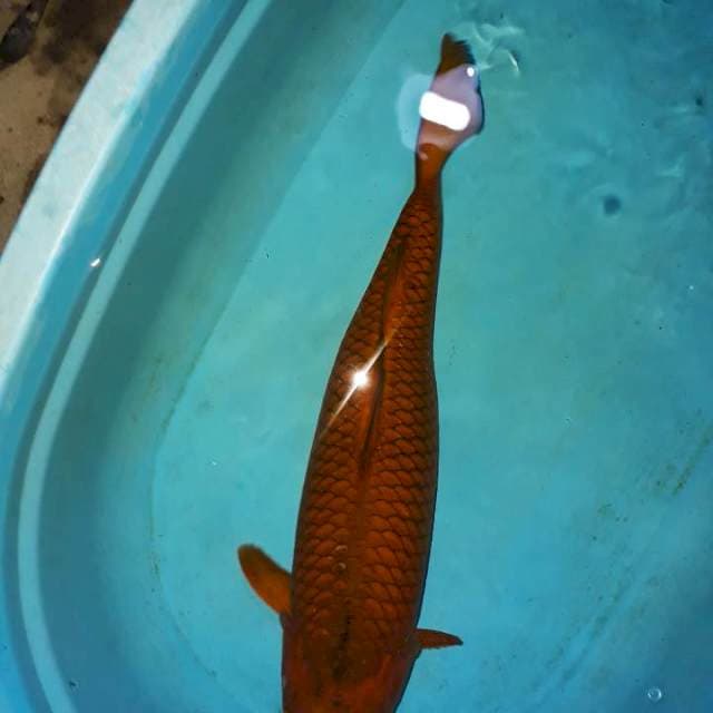 Cagoi 48cm
