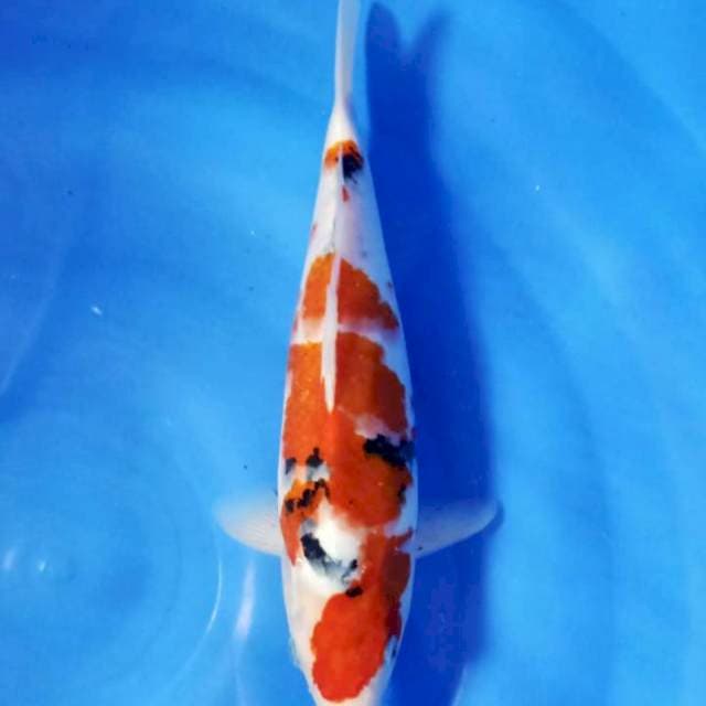 Sanke 31Cm