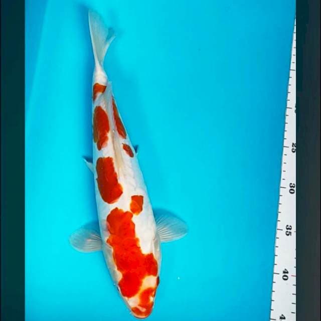 Doitsu kohaku aragoke 36cm