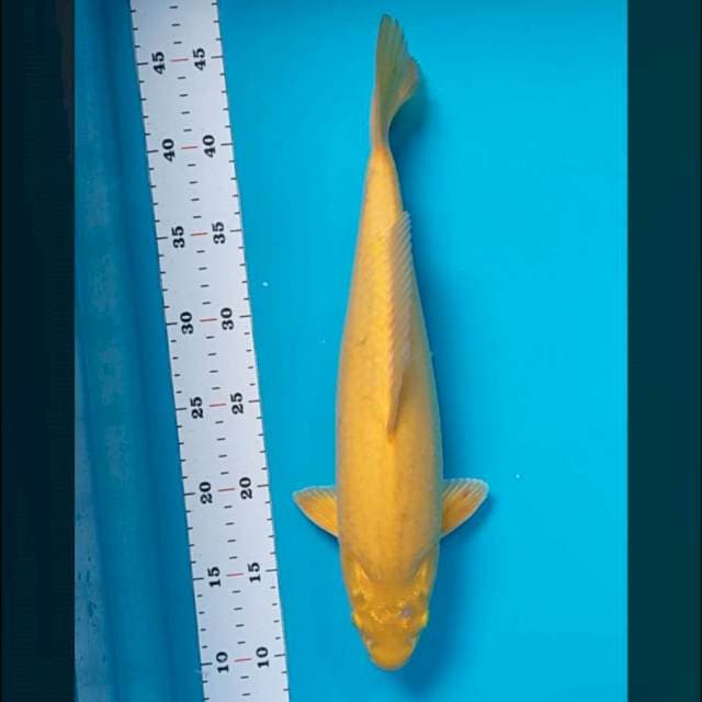 Karashi 35cm male