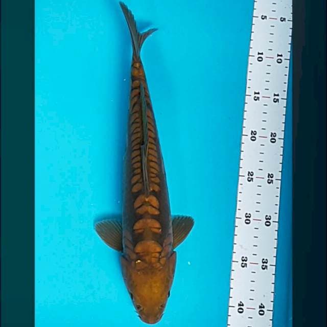 Chagoi aragoke 35cm male