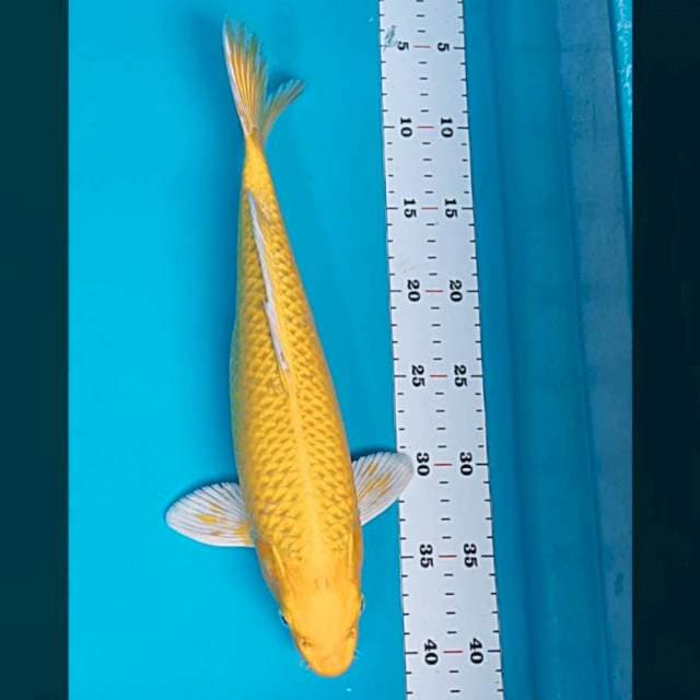 Ogon strong 35cm male