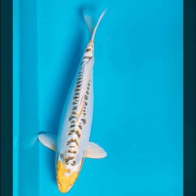 Yellow kiko 34cm male