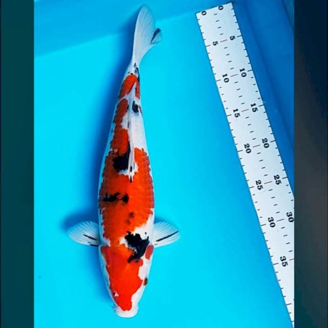 Sanke jumbo 39cm