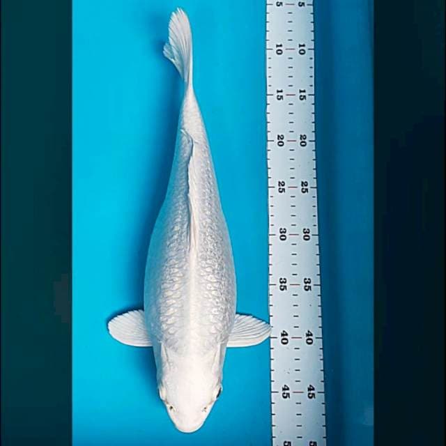 Platinum super bulky 36cm male ginrin
