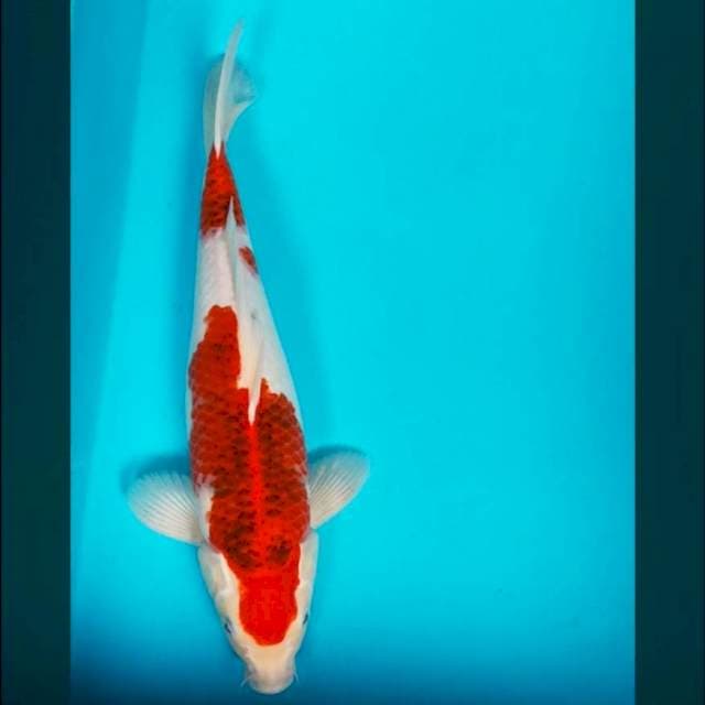 Ai goromo 35cm male