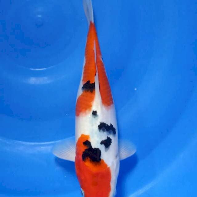 Sanke 30cm