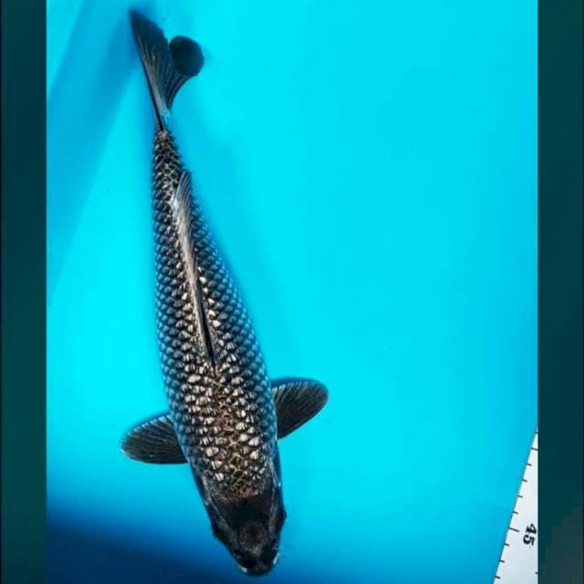 Black ginrin antik 34cm