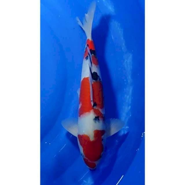 HQ Strong 3step Kuchibeni Sanke Original 36cm (M)