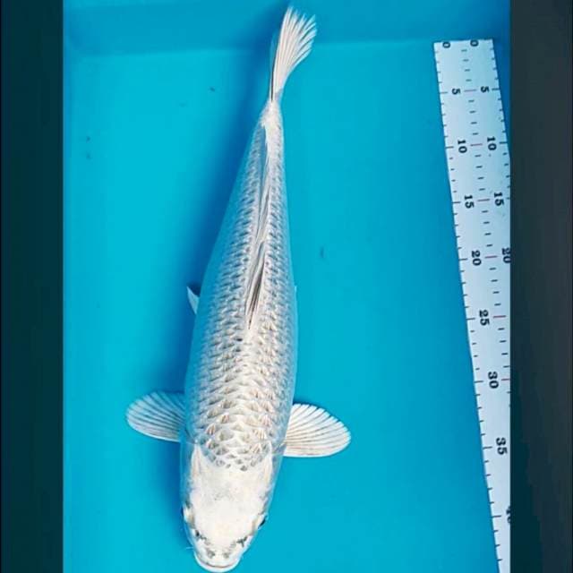 Silver mukashi jumbo 43cm
