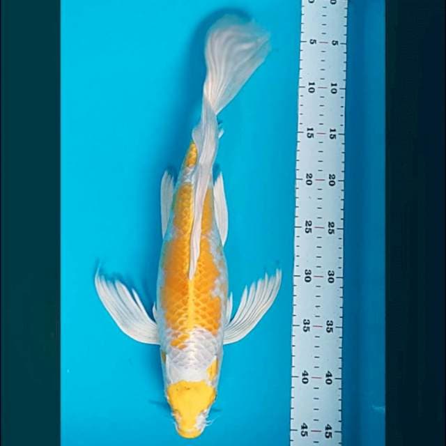 Kumpay hariwake maruten 42cm
